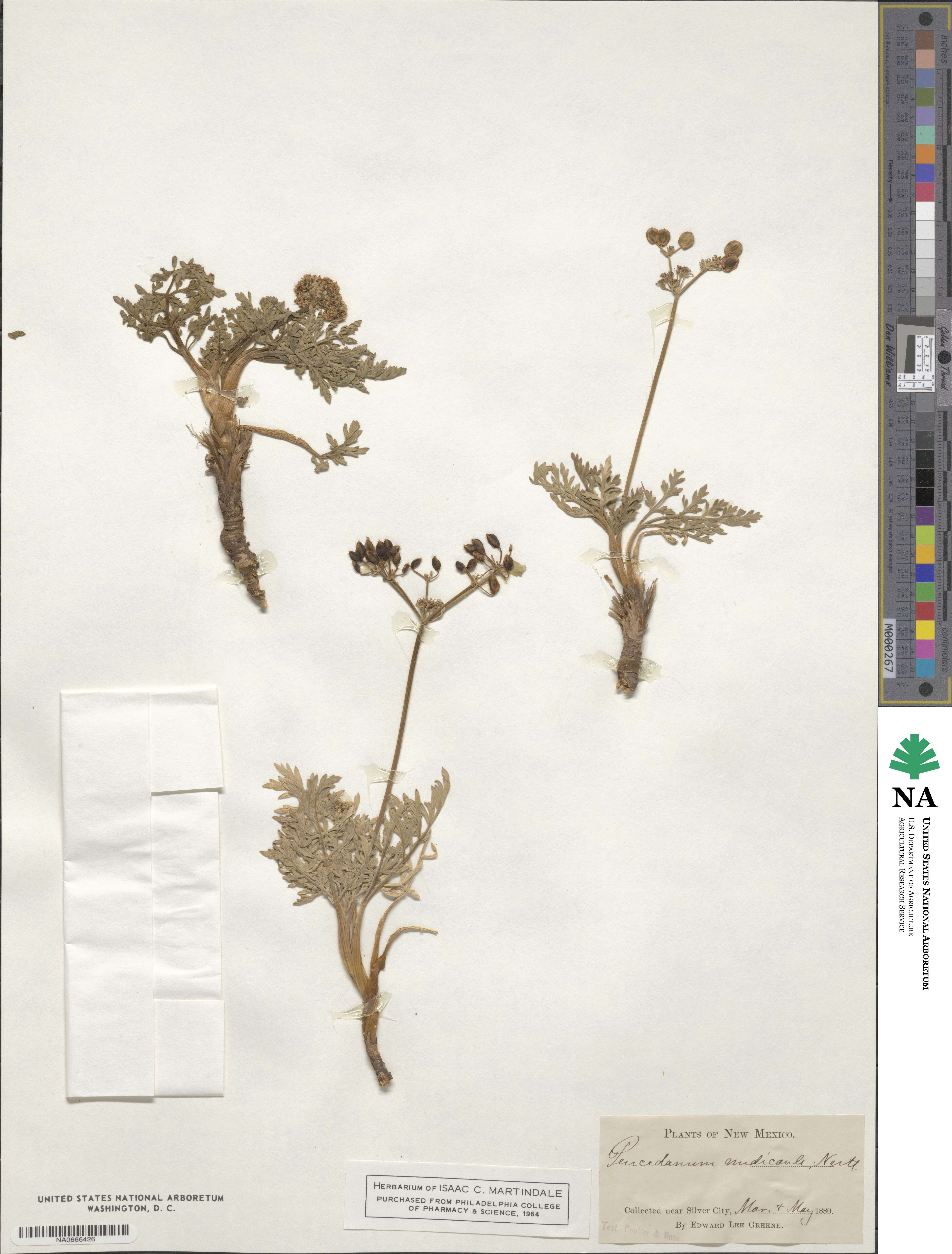 Peucedanum nudicaule image