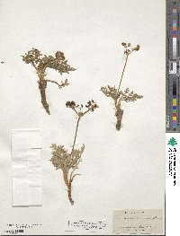 Peucedanum nudicaule image