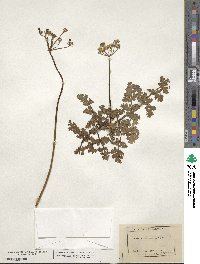 Lomatium parvifolium image