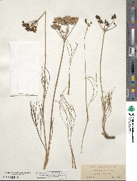 Lomatium simplex image