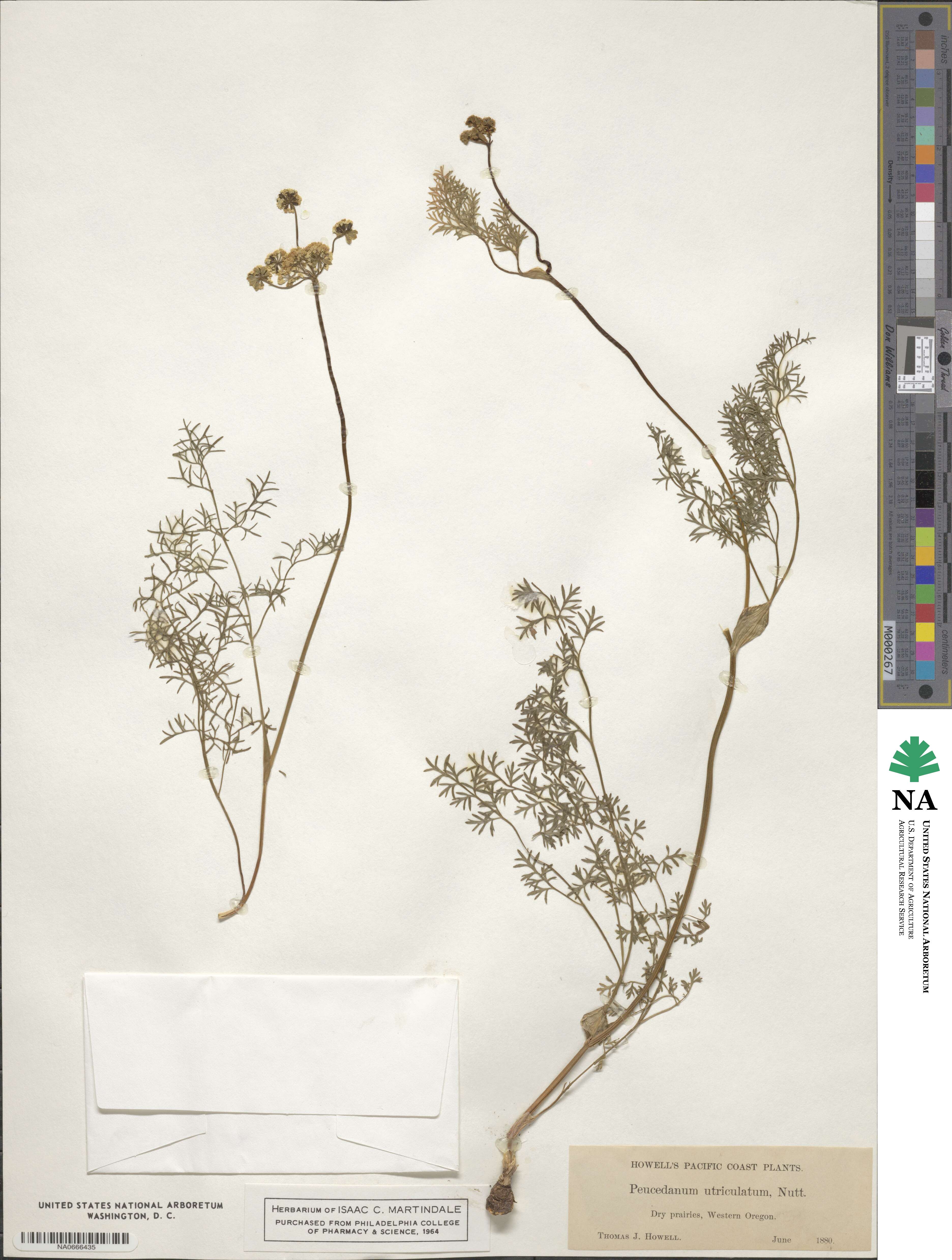 Lomatium utriculatum image