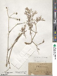 Taeniopetalum arenarium subsp. arenarium image