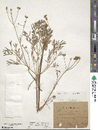 Taeniopetalum arenarium subsp. arenarium image