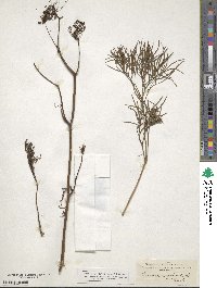 Peucedanum officinale image