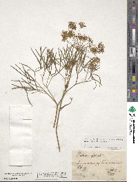 Peucedanum officinale image