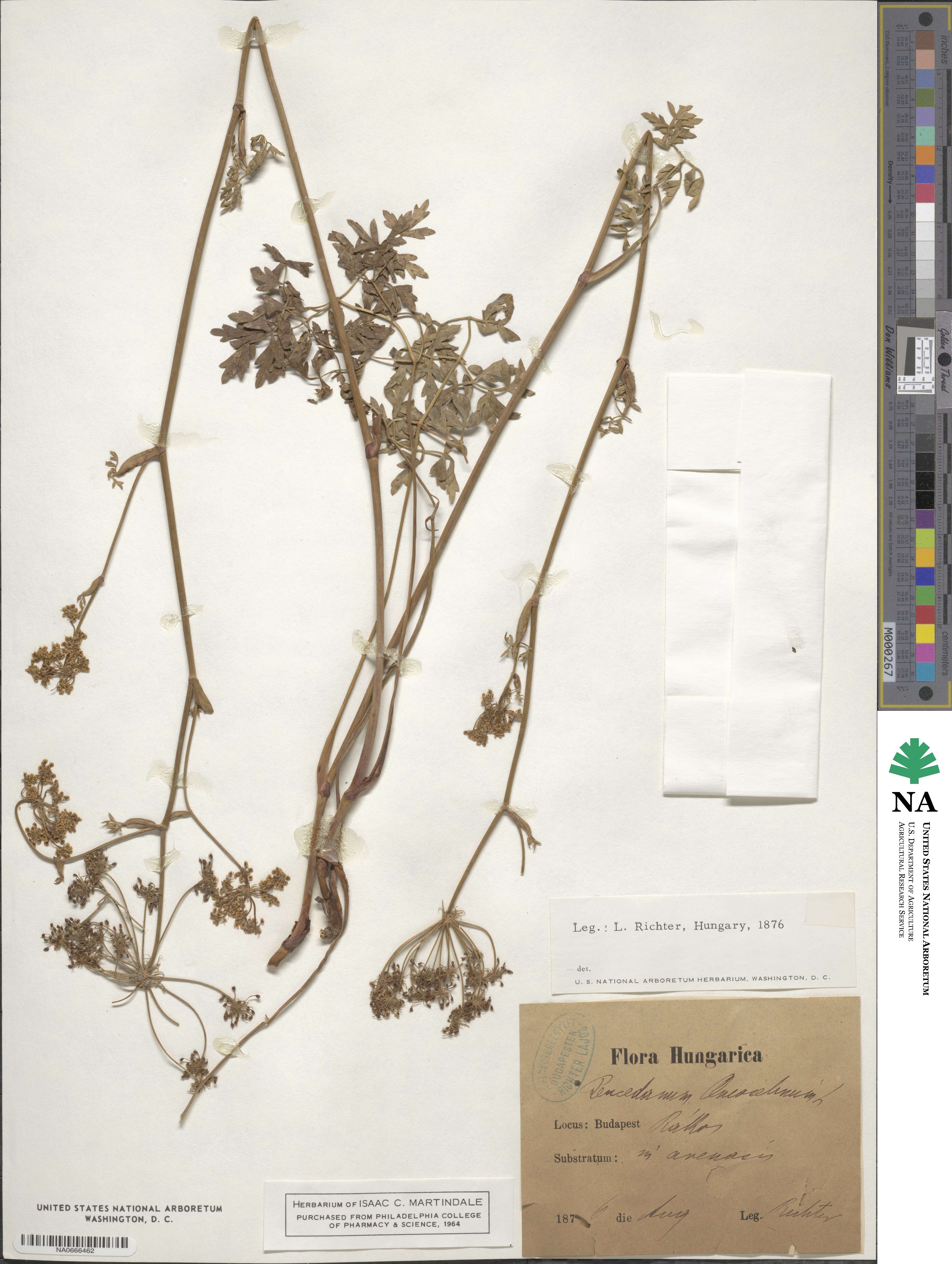 Oreoselinum nigrum image