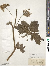 Imperatoria ostruthium image