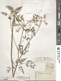 Xanthoselinum alsaticum subsp. alsaticum image