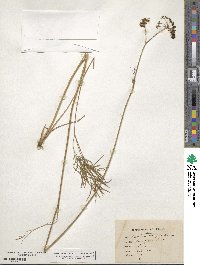 Xanthoselinum alsaticum subsp. alsaticum image