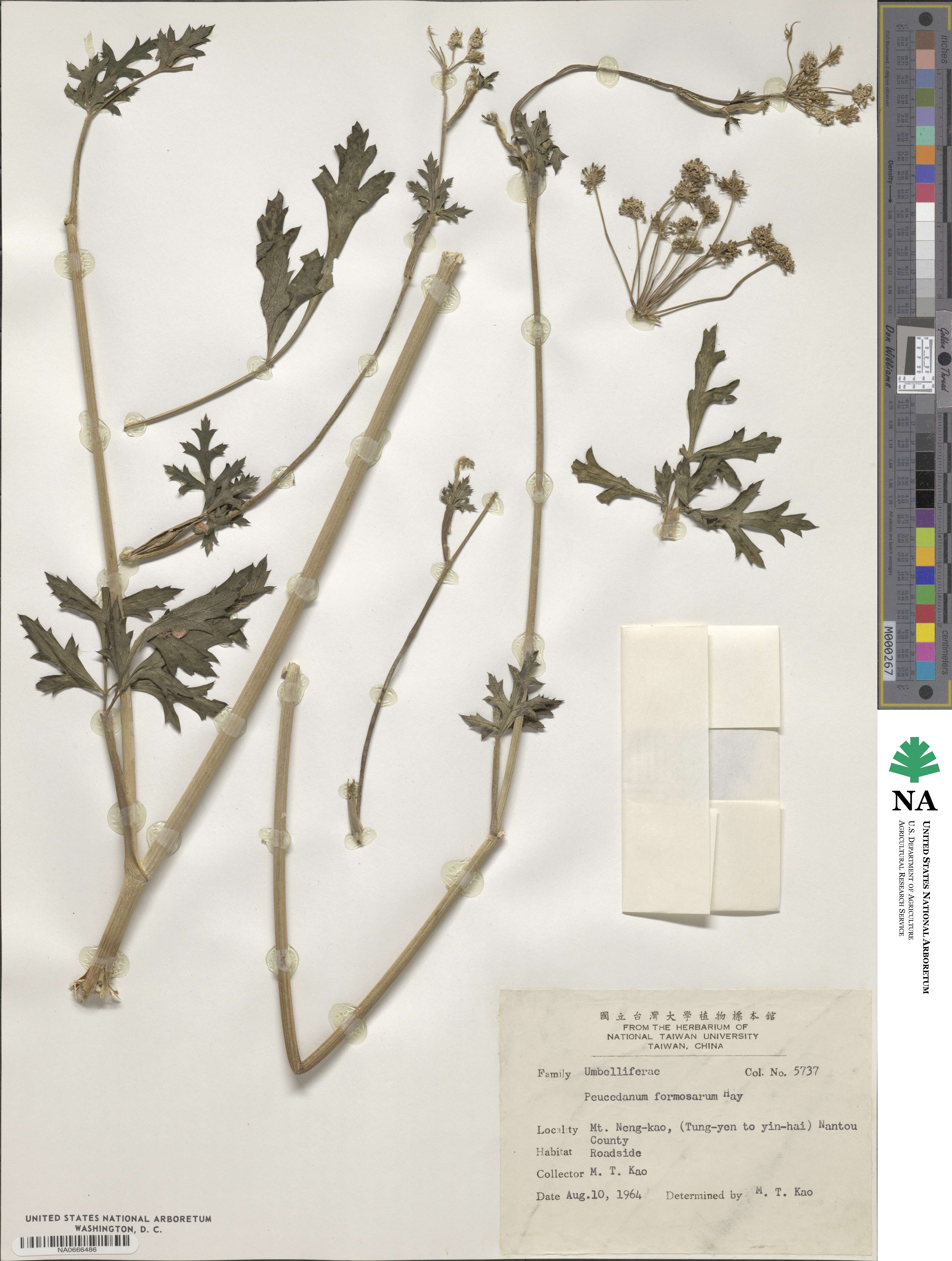 Kitagawia formosana image