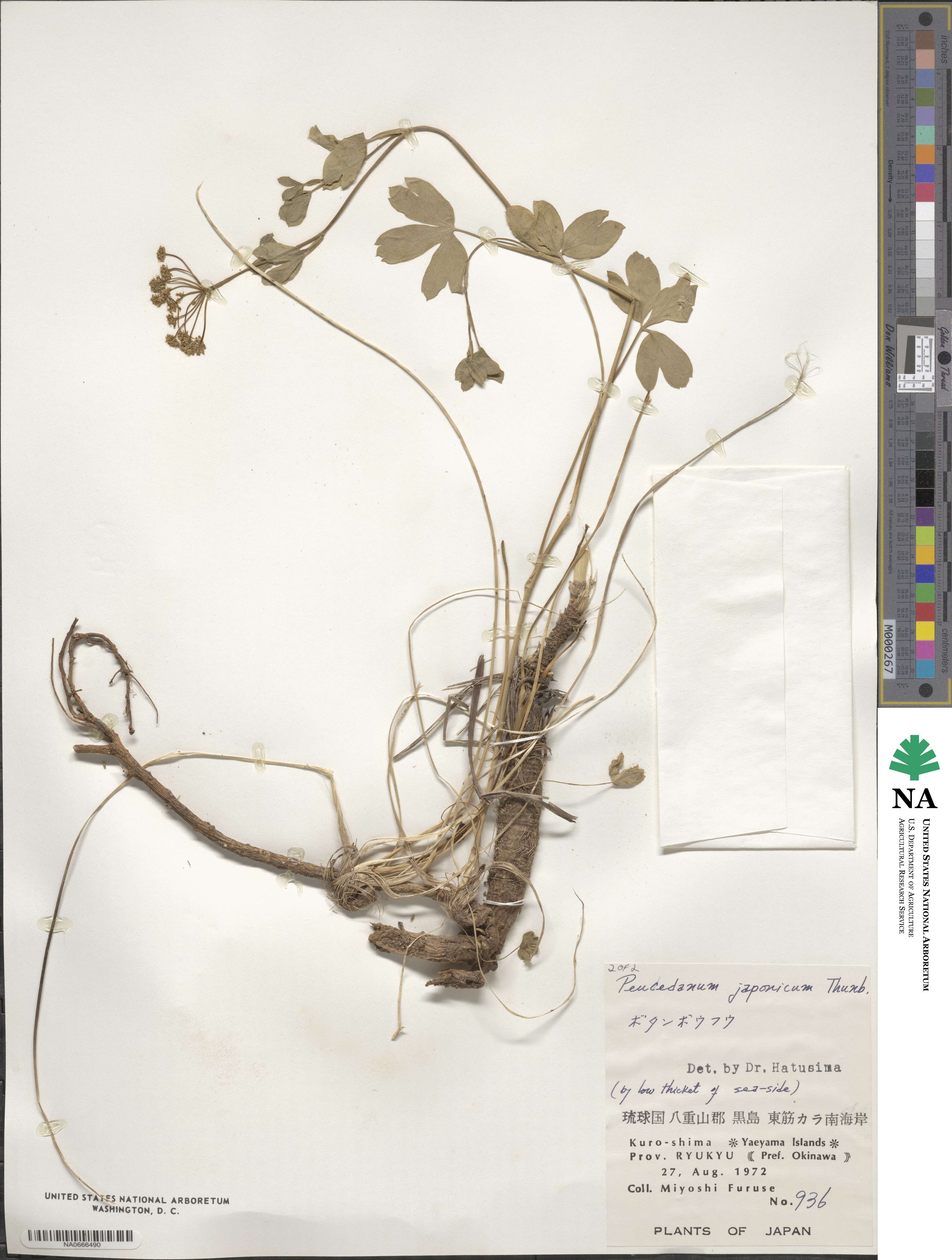 Peucedanum japonicum image