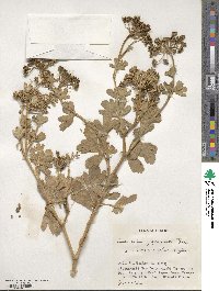 Peucedanum japonicum image