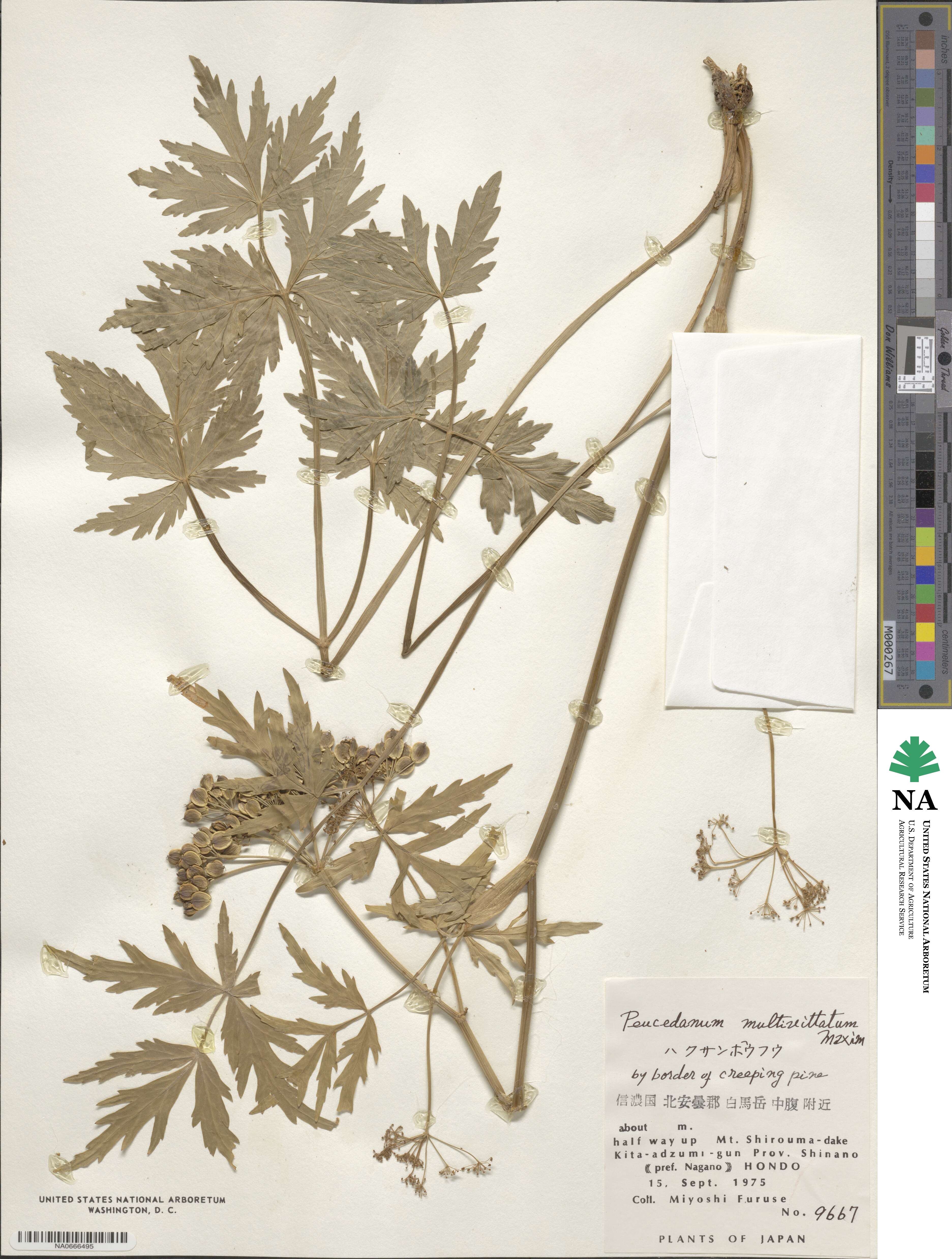 Peucedanum multivittatum image