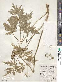 Peucedanum multivittatum image