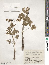 Peucedanum multivittatum image