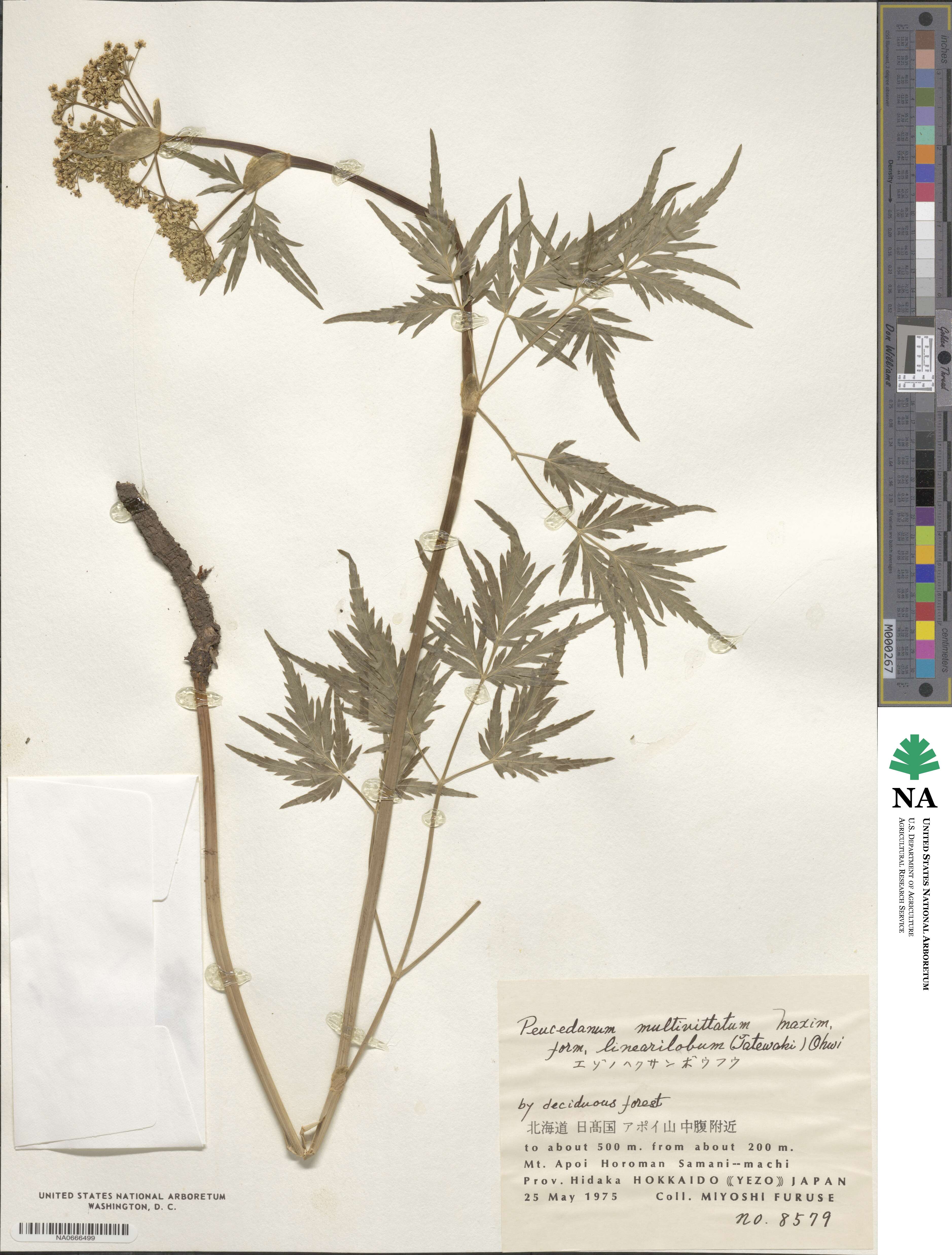 Peucedanum multivittatum image