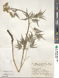 Peucedanum multivittatum image