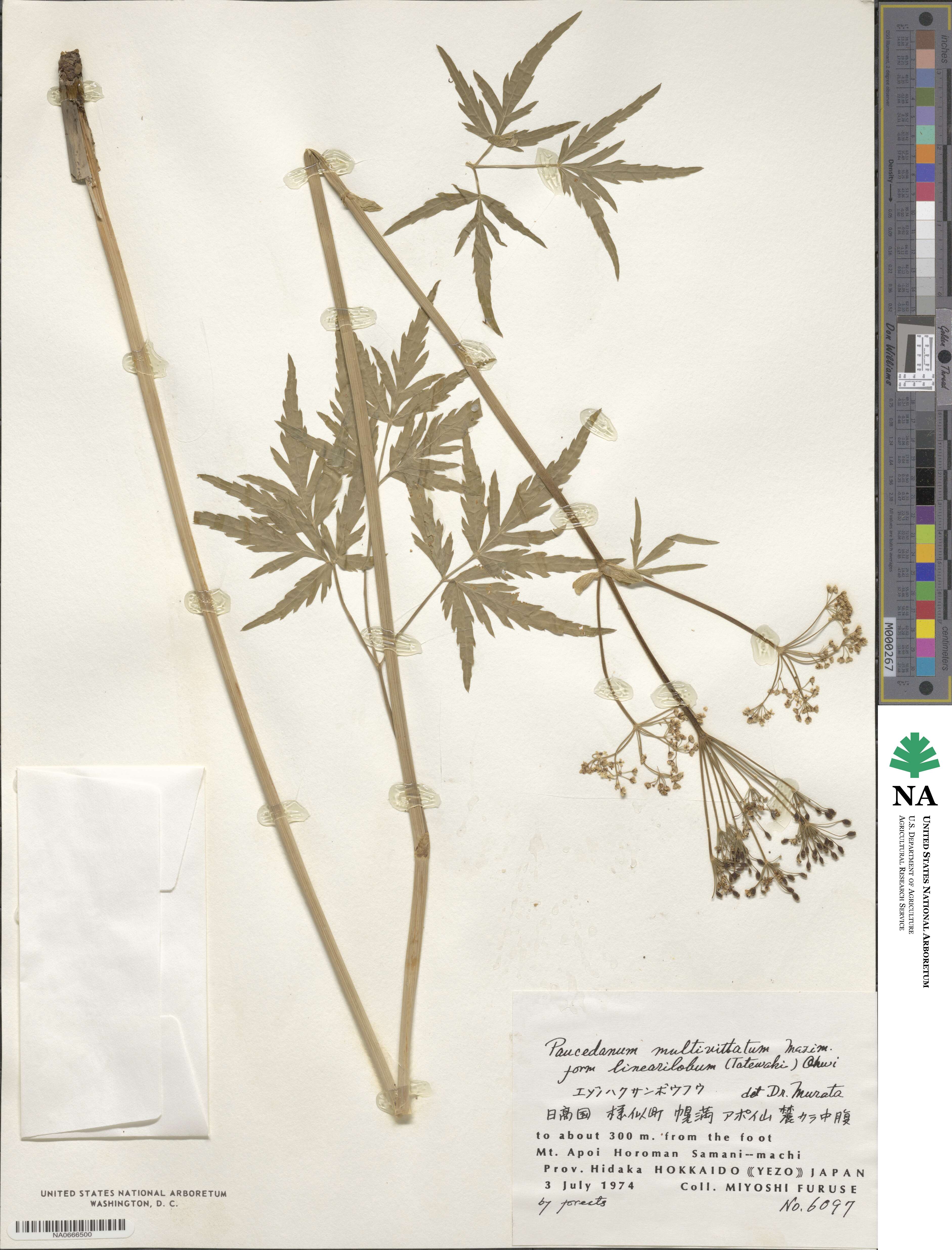 Peucedanum multivittatum image