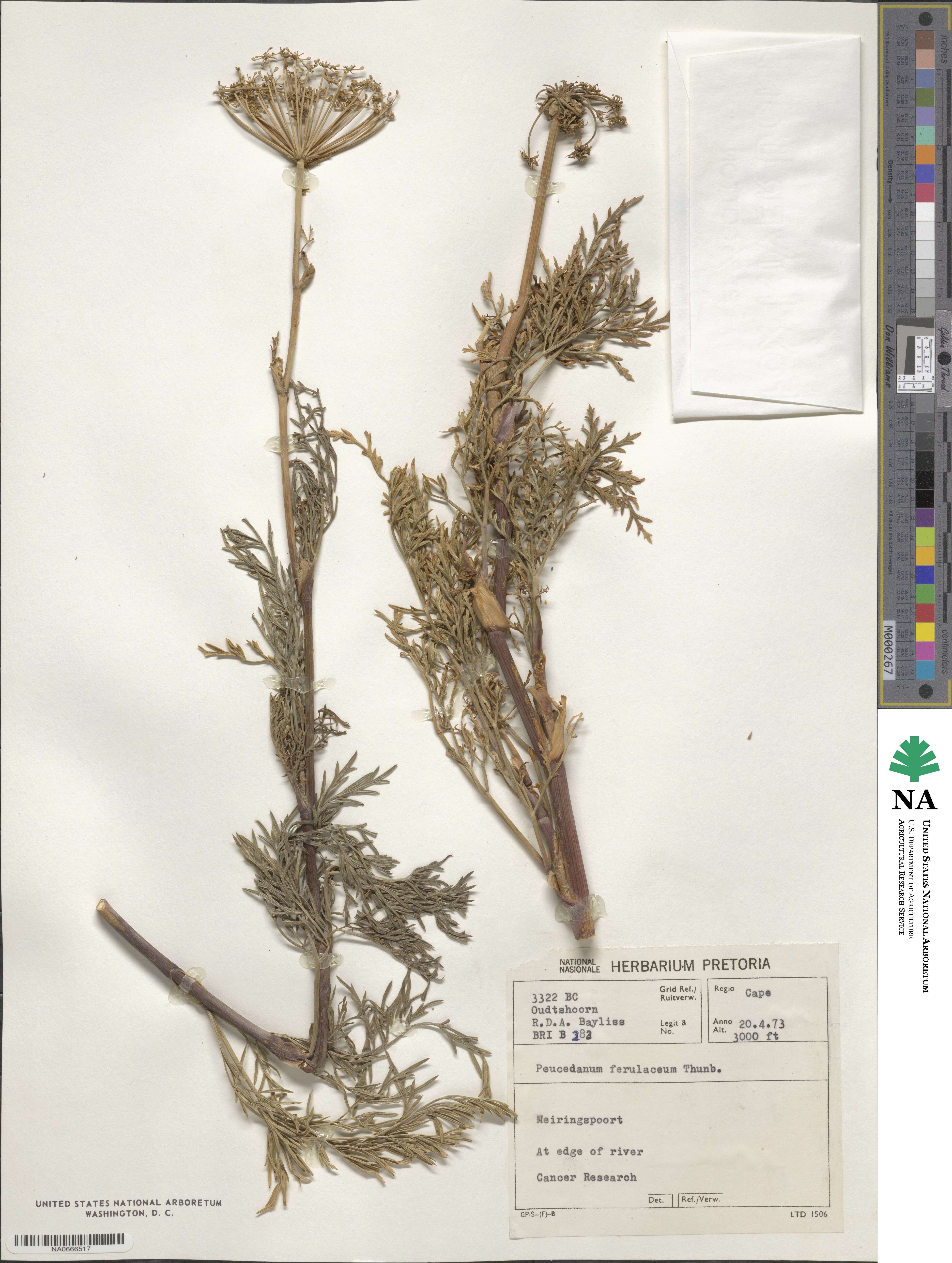 Peucedanum ferulaceum image