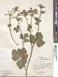 Peucedanum japonicum image