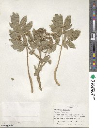 Peucedanum japonicum image