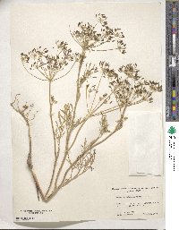 Lomatium ambiguum image