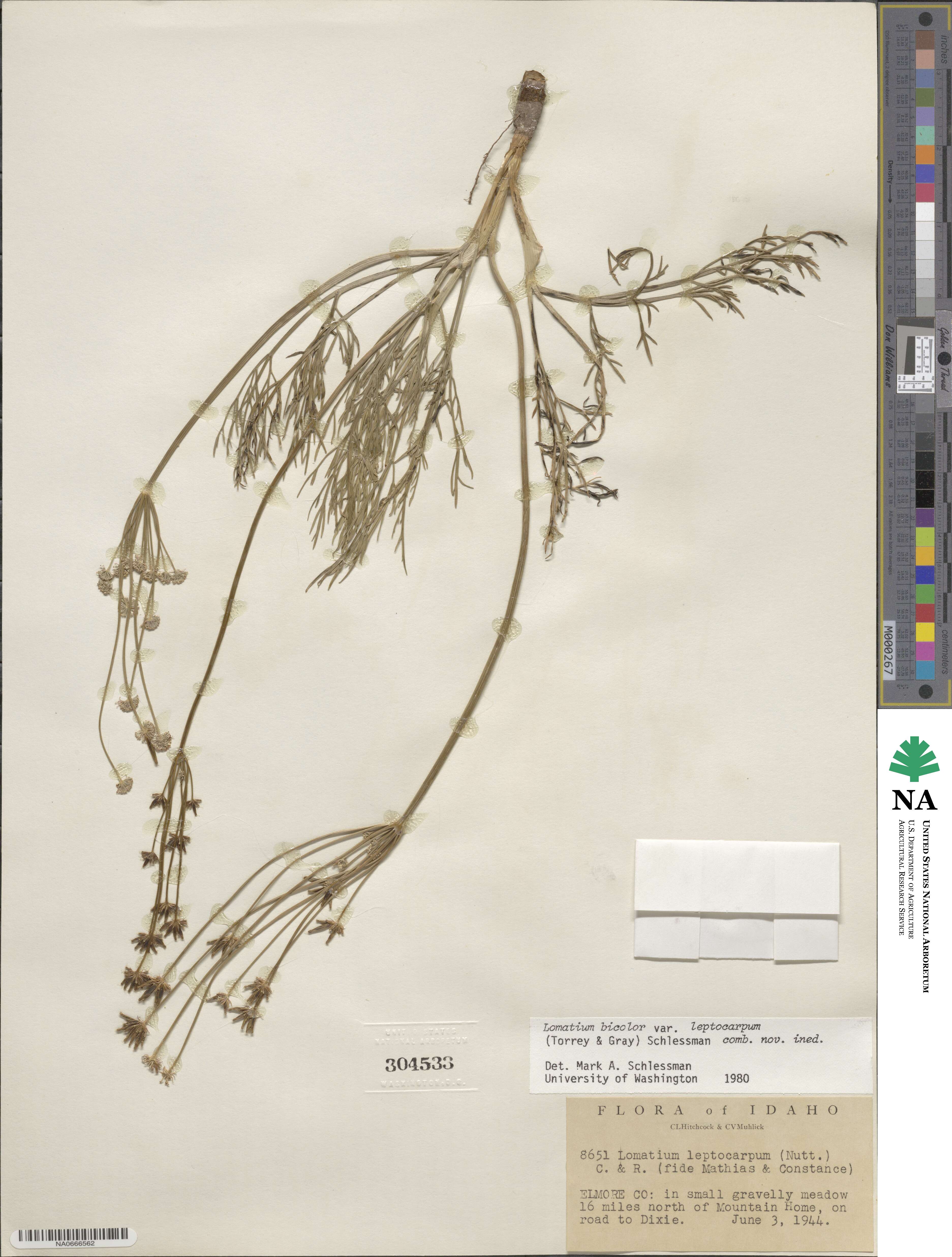 Lomatium bicolor image