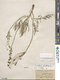 Lomatium bicolor image