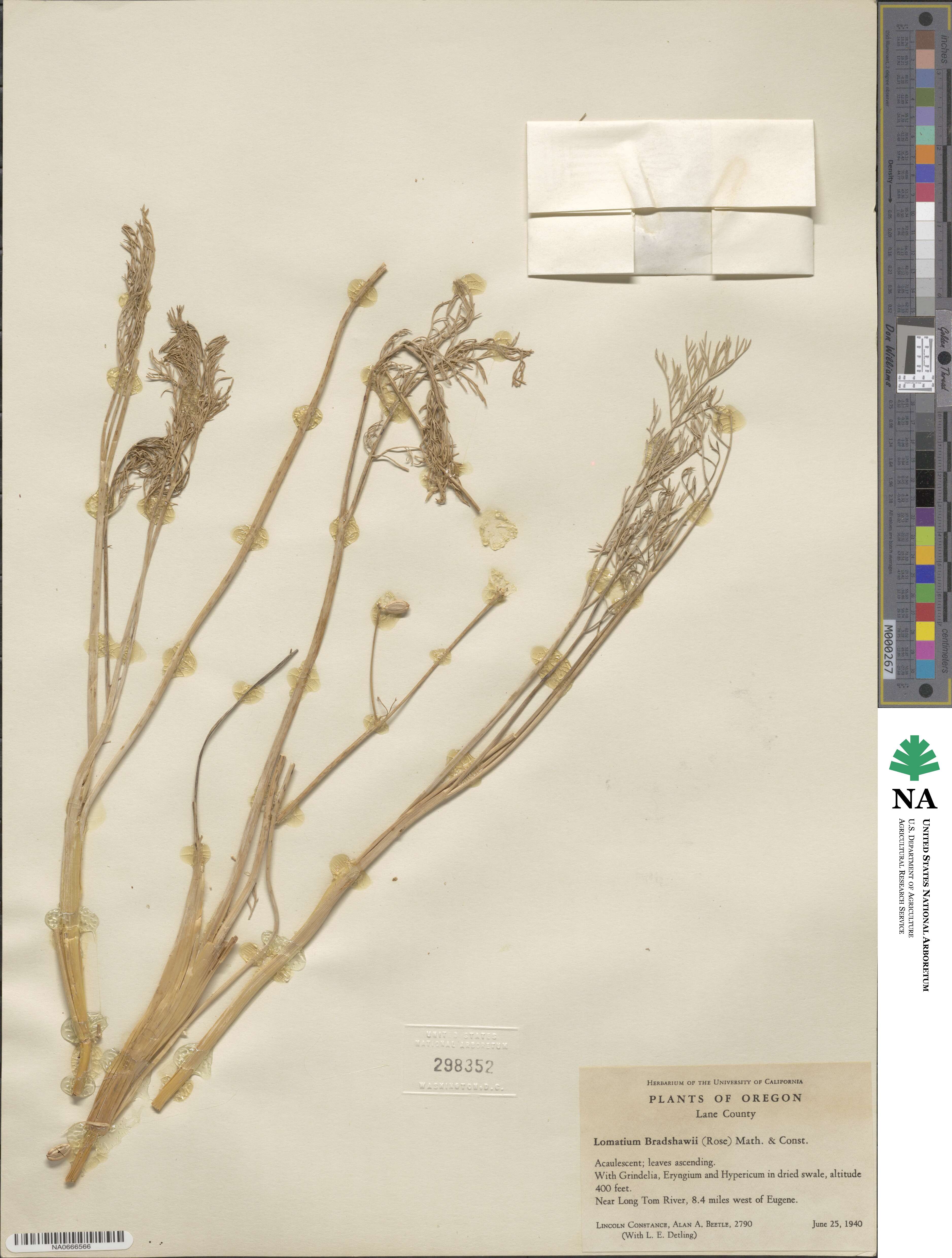 Lomatium bradshawii image
