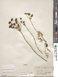 Lomatium cous image