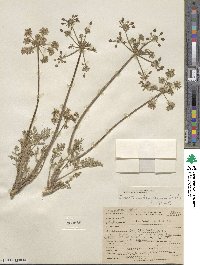 Lomatium dasycarpum image