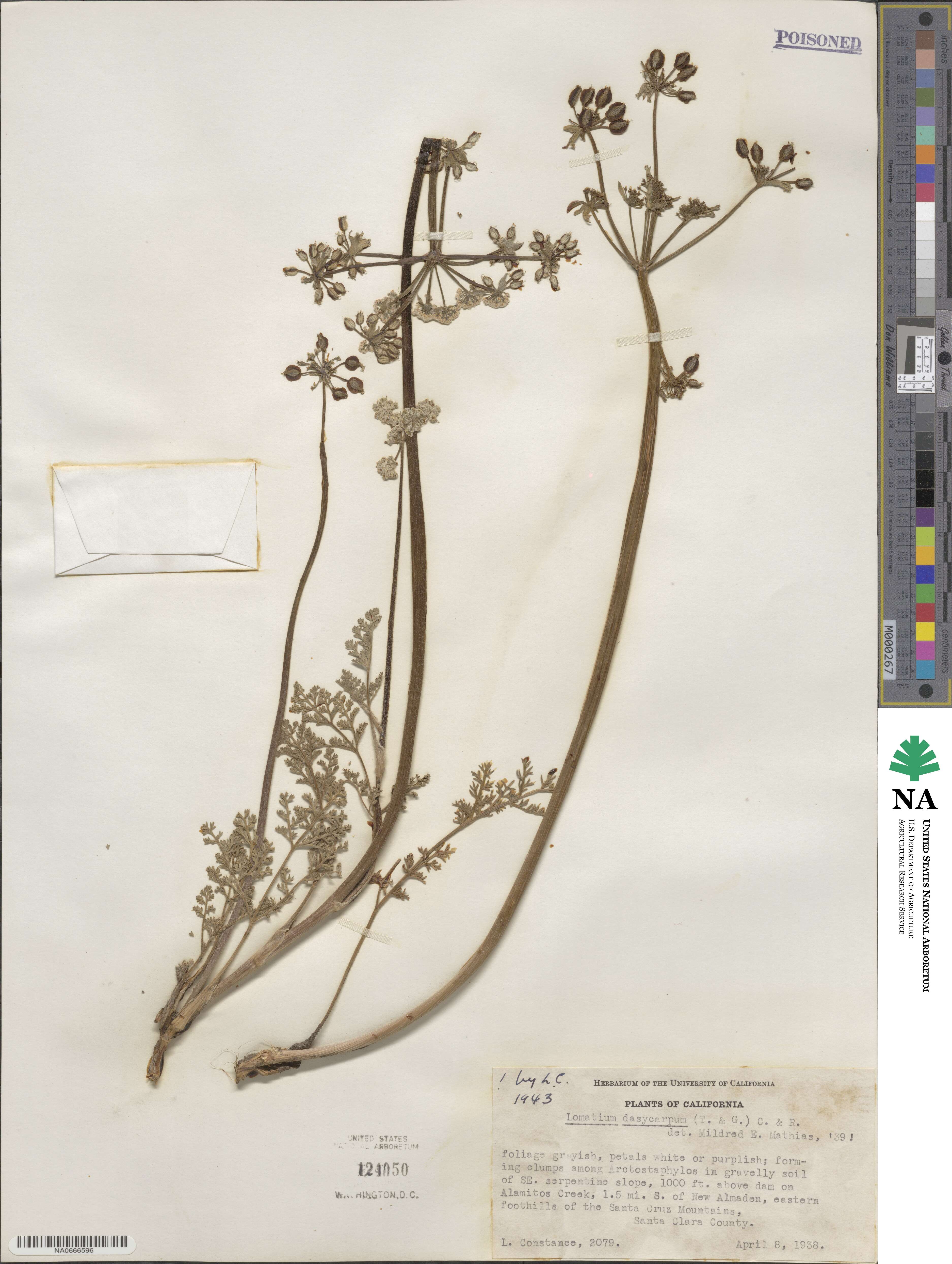 Lomatium dasycarpum image