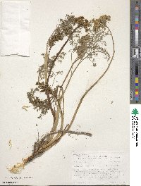 Lomatium dissectum image