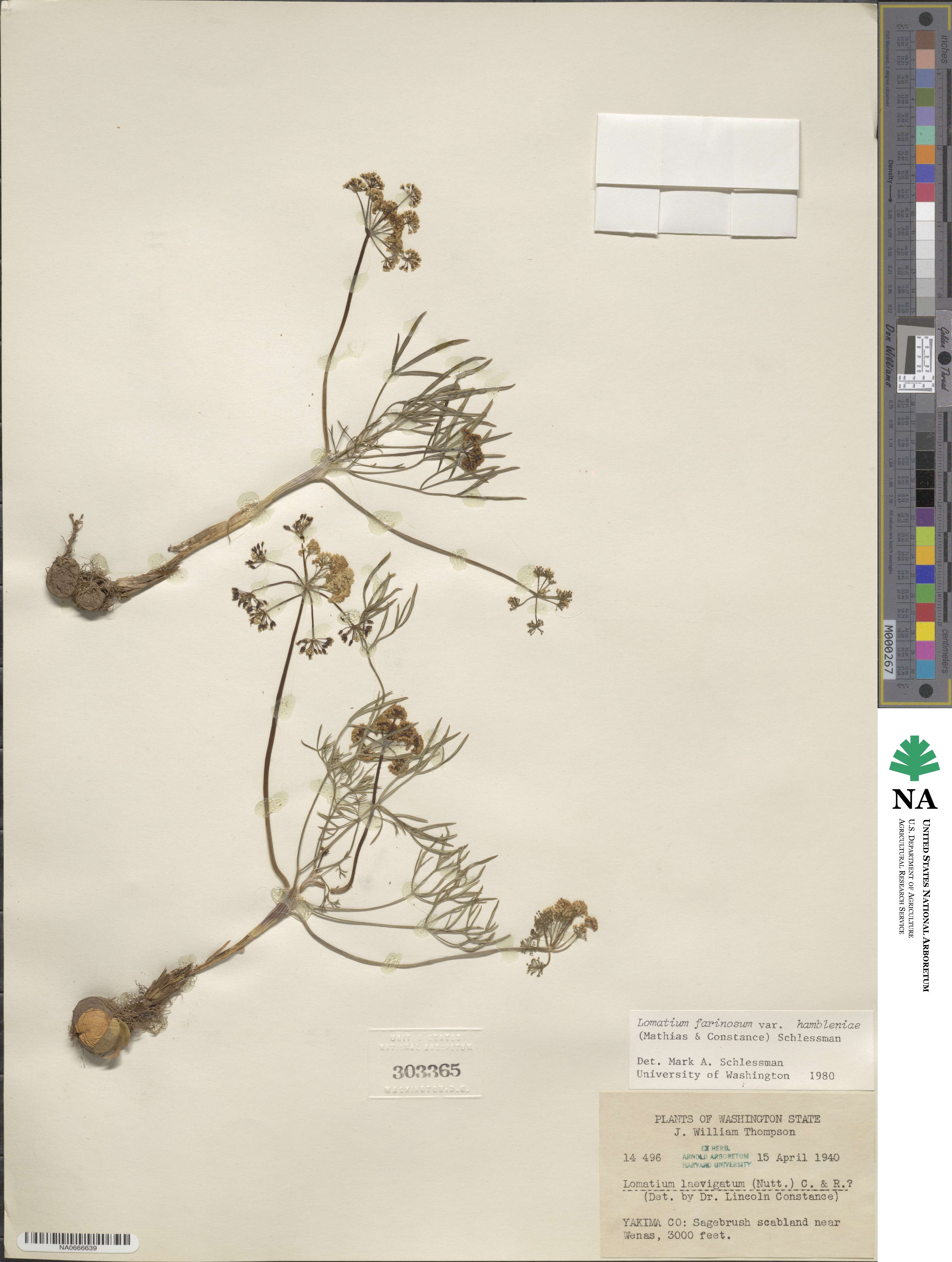 Lomatium farinosum image