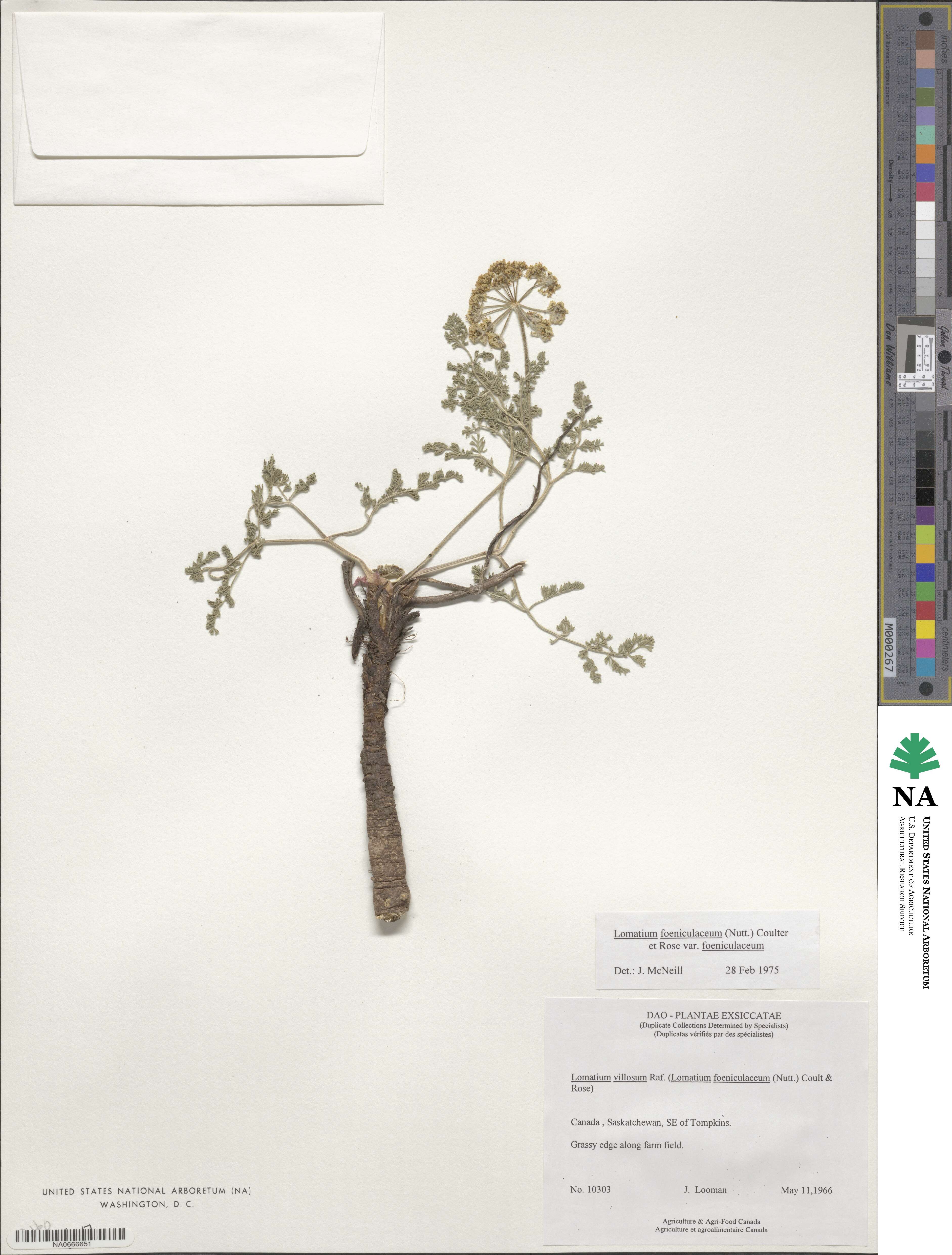 Lomatium foeniculaceum image