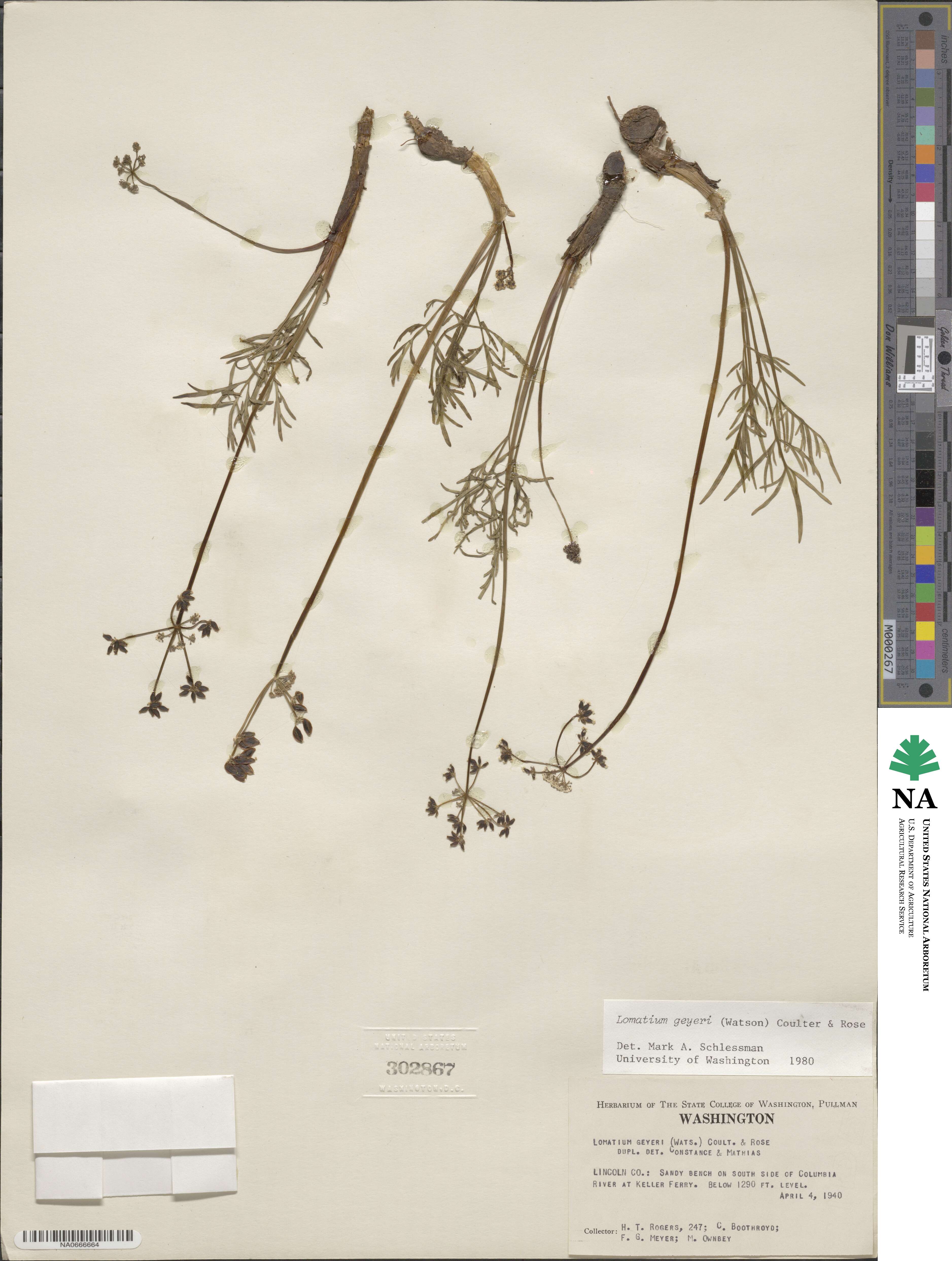 Lomatium geyeri image