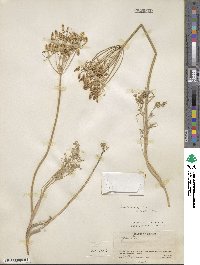 Lomatium grayi image