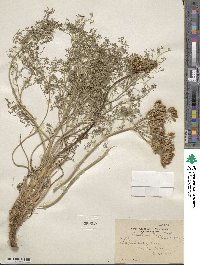 Lomatium grayi image