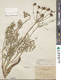 Lomatium bicolor image