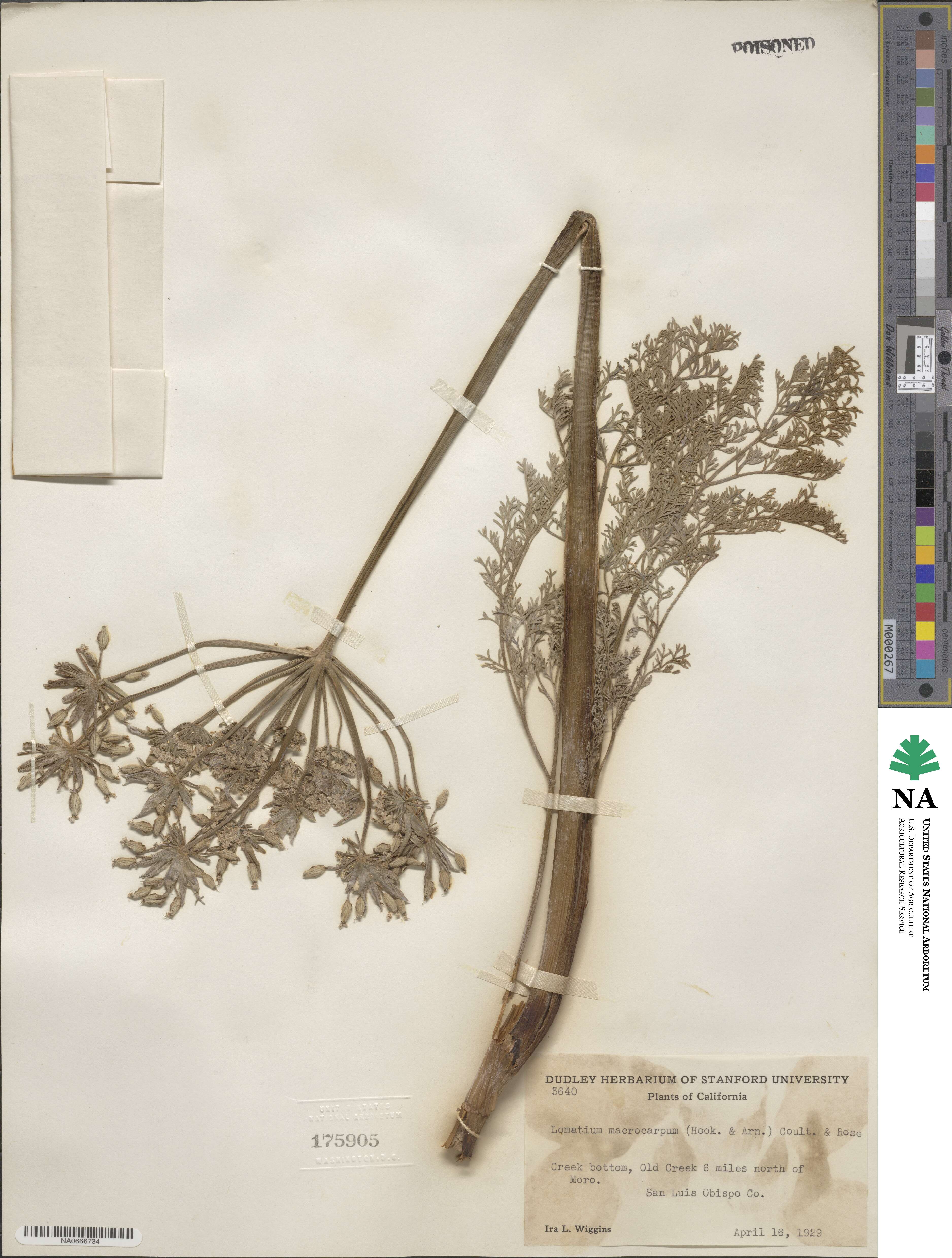 Lomatium macrocarpum image