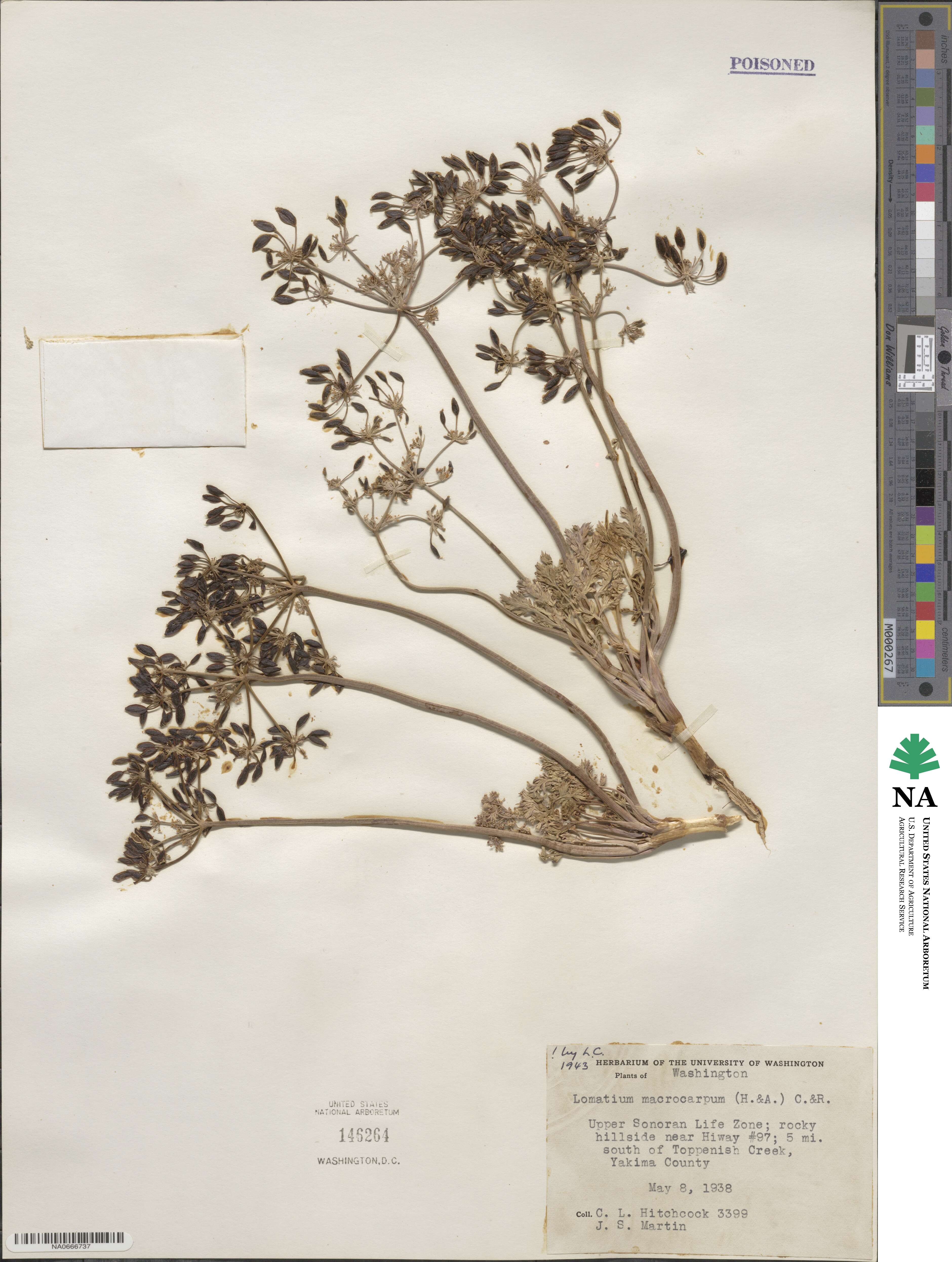 Lomatium macrocarpum image