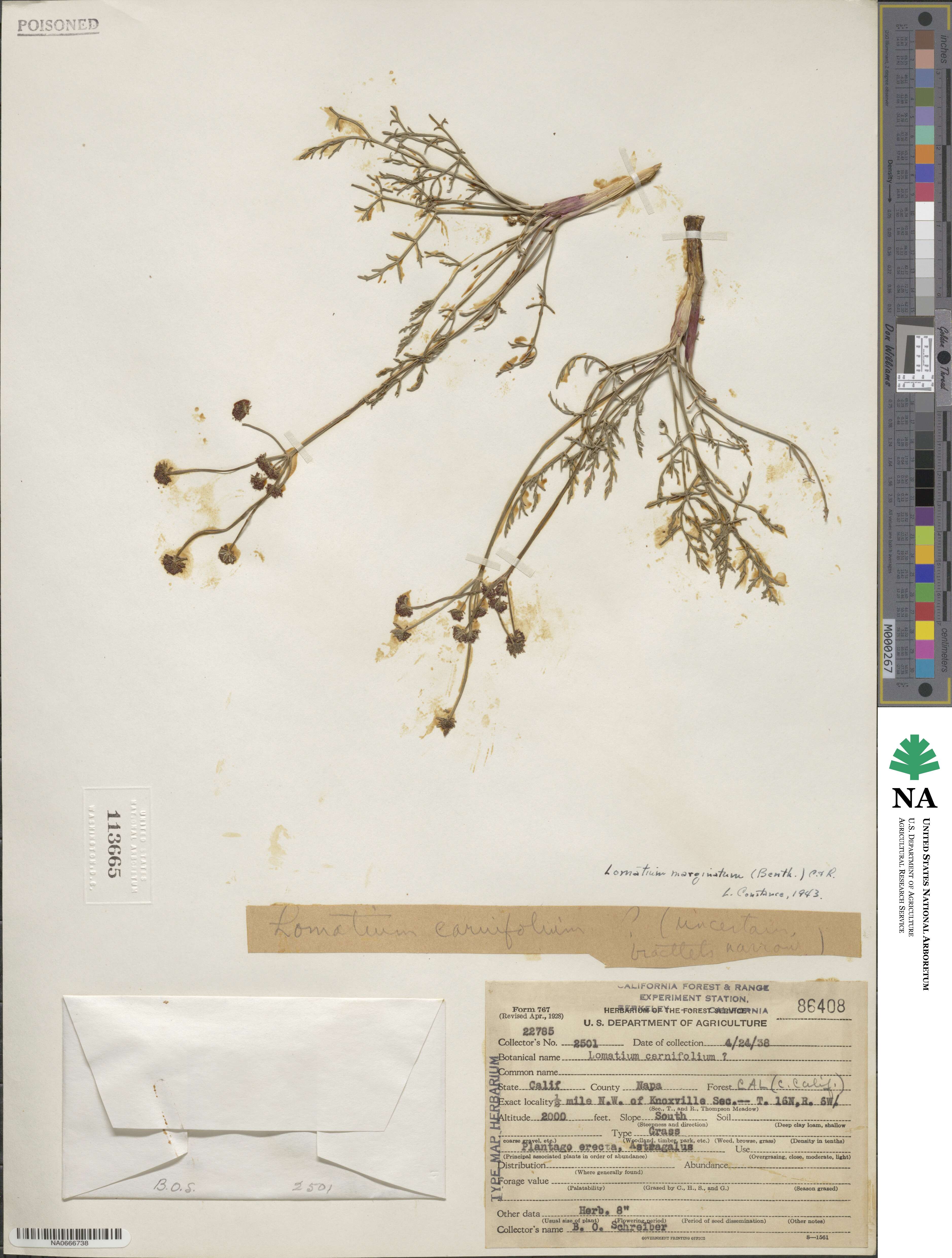 Lomatium marginatum image