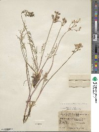 Lomatium nevadense image