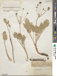 Lomatium nudicaule image