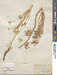 Lomatium nudicaule image