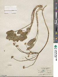 Lomatium nudicaule image