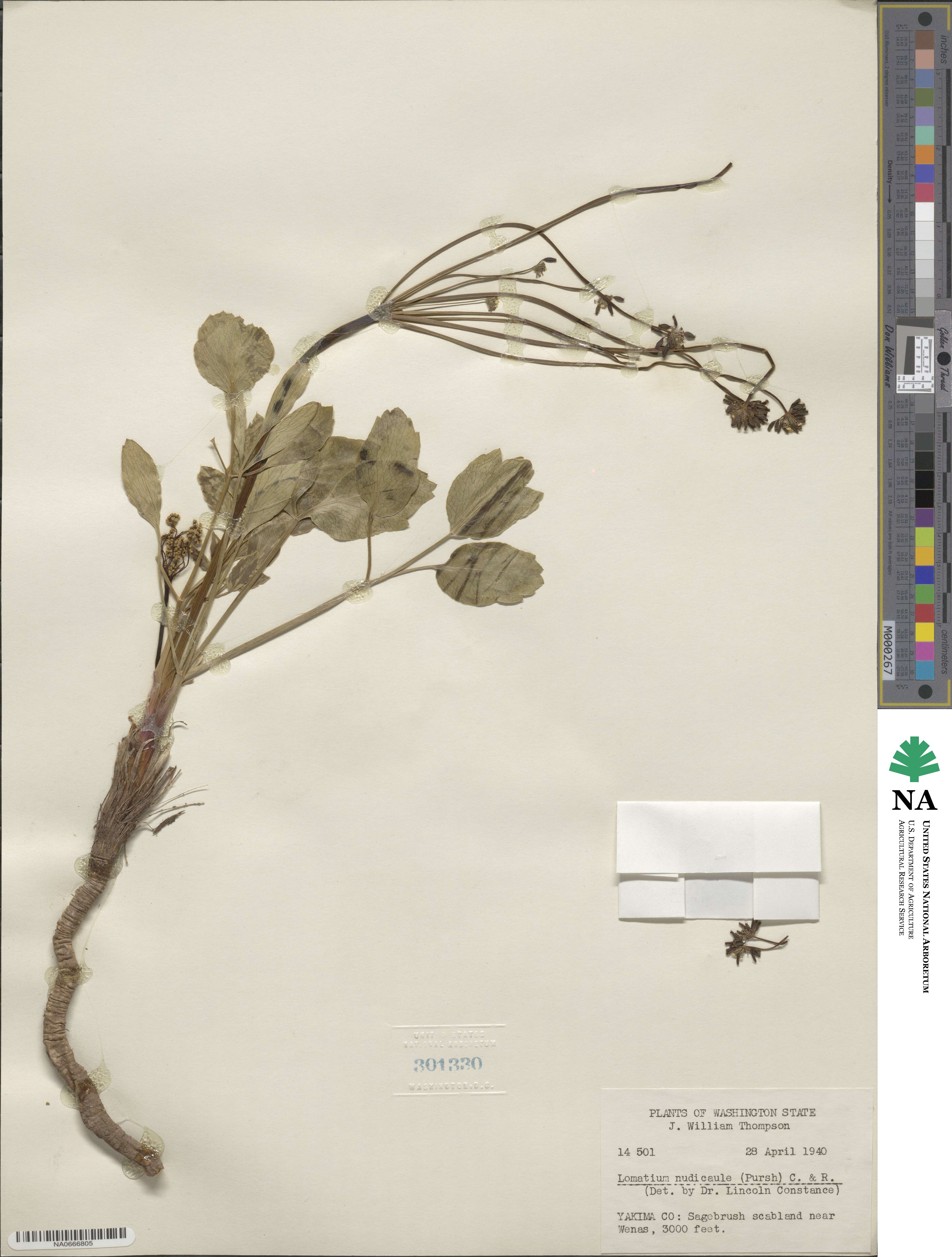 Lomatium nudicaule image