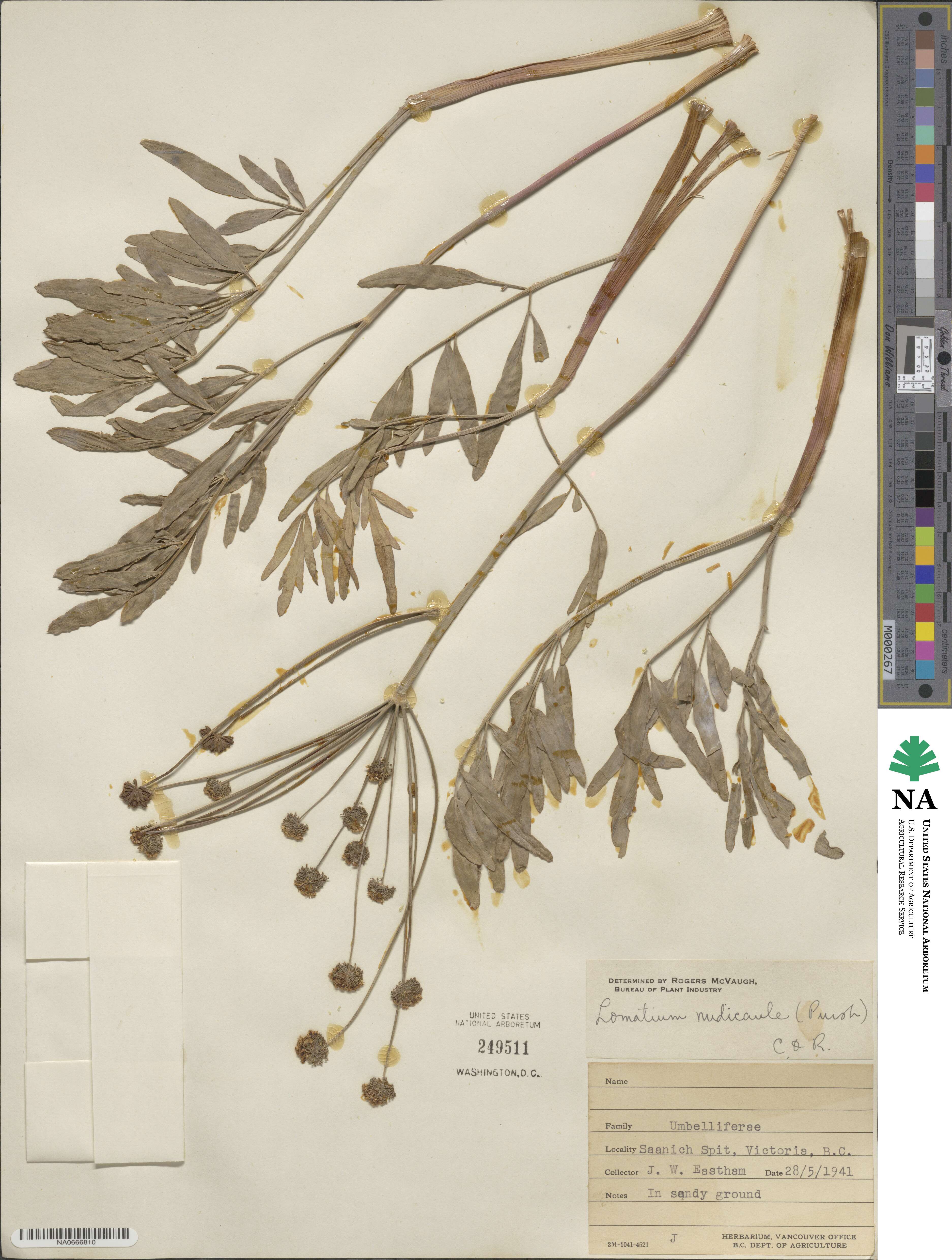 Lomatium nudicaule image