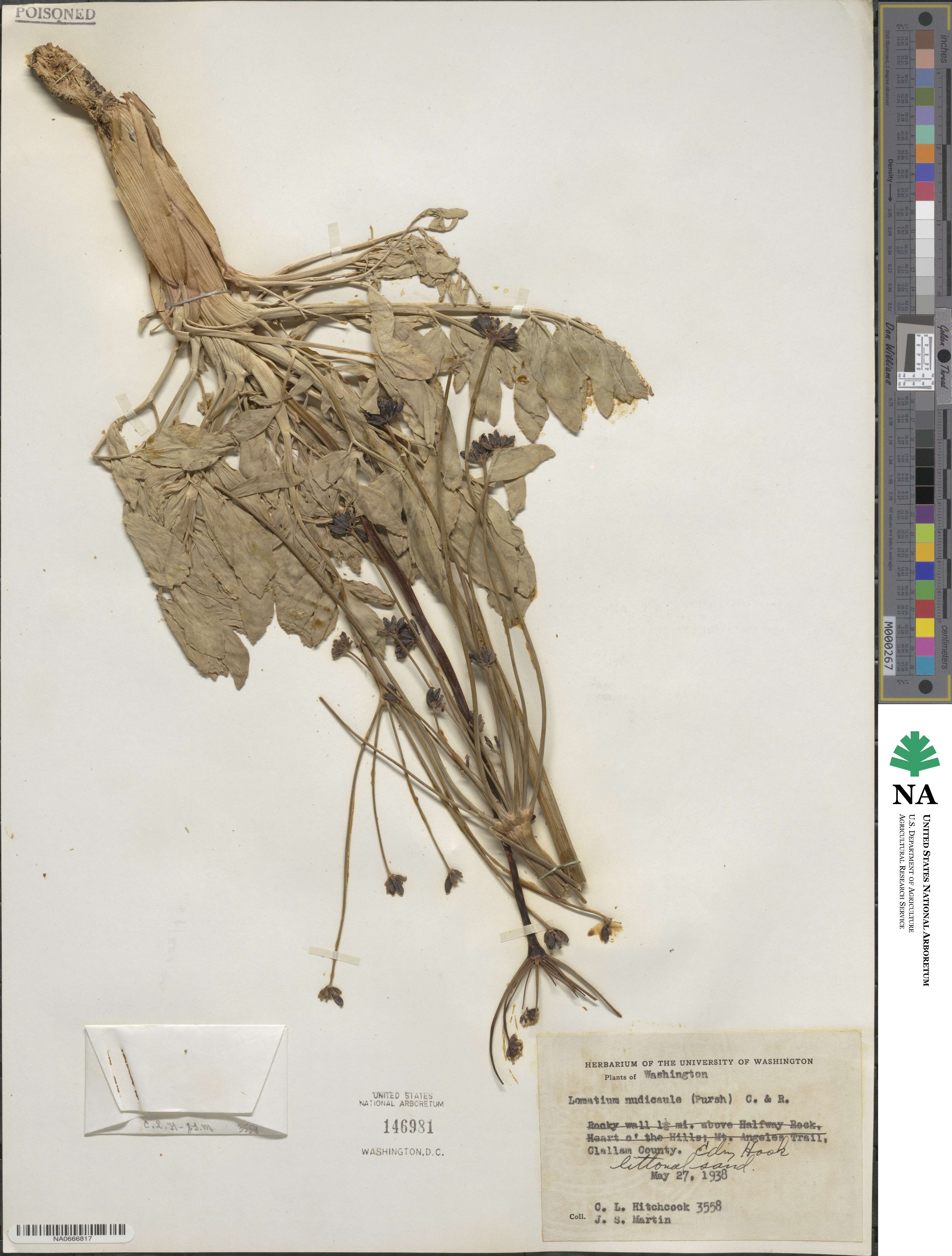 Lomatium nudicaule image