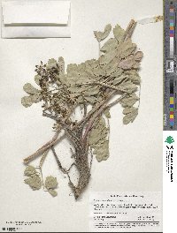 Lomatium nudicaule image